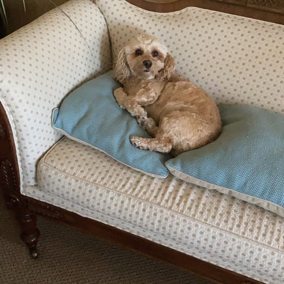 Meet your Posher, Scout - Picture 1 of 1